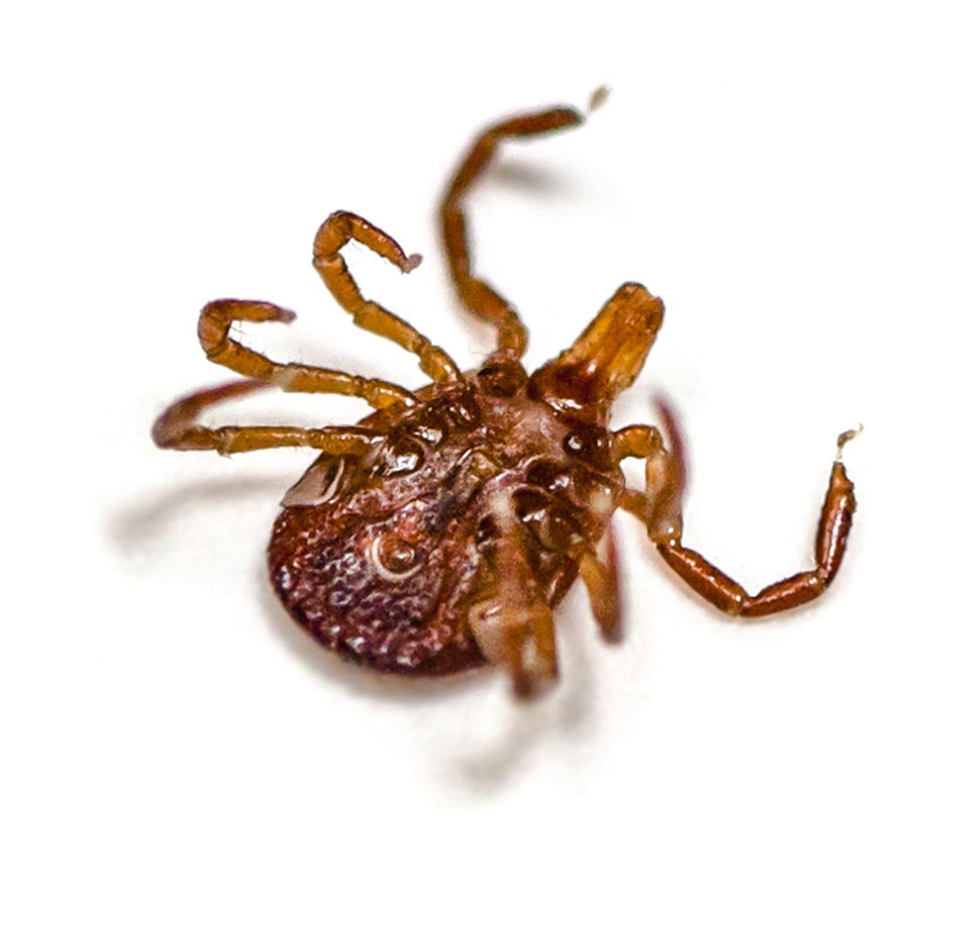 Dead Tick