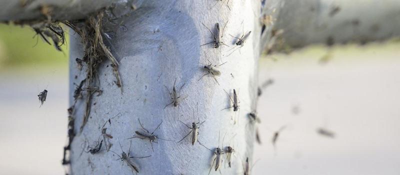Blind Mosquitoes – Are Not Actually Blind…They Can See