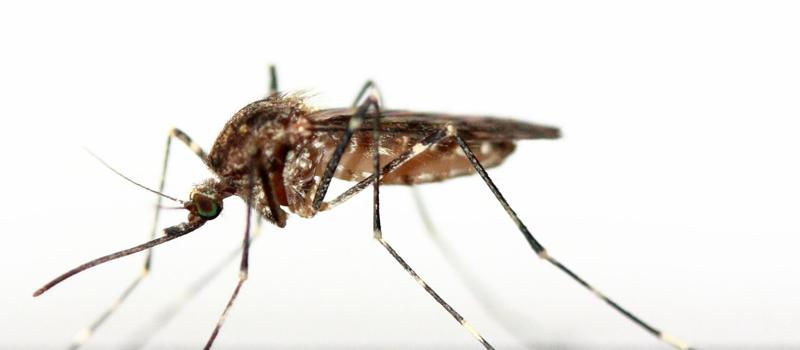 Science Behind Powerful, More Targeted Mosquito Control