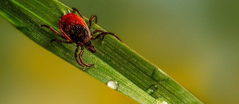 The Importance of Tick Control in Tennessee During Fall