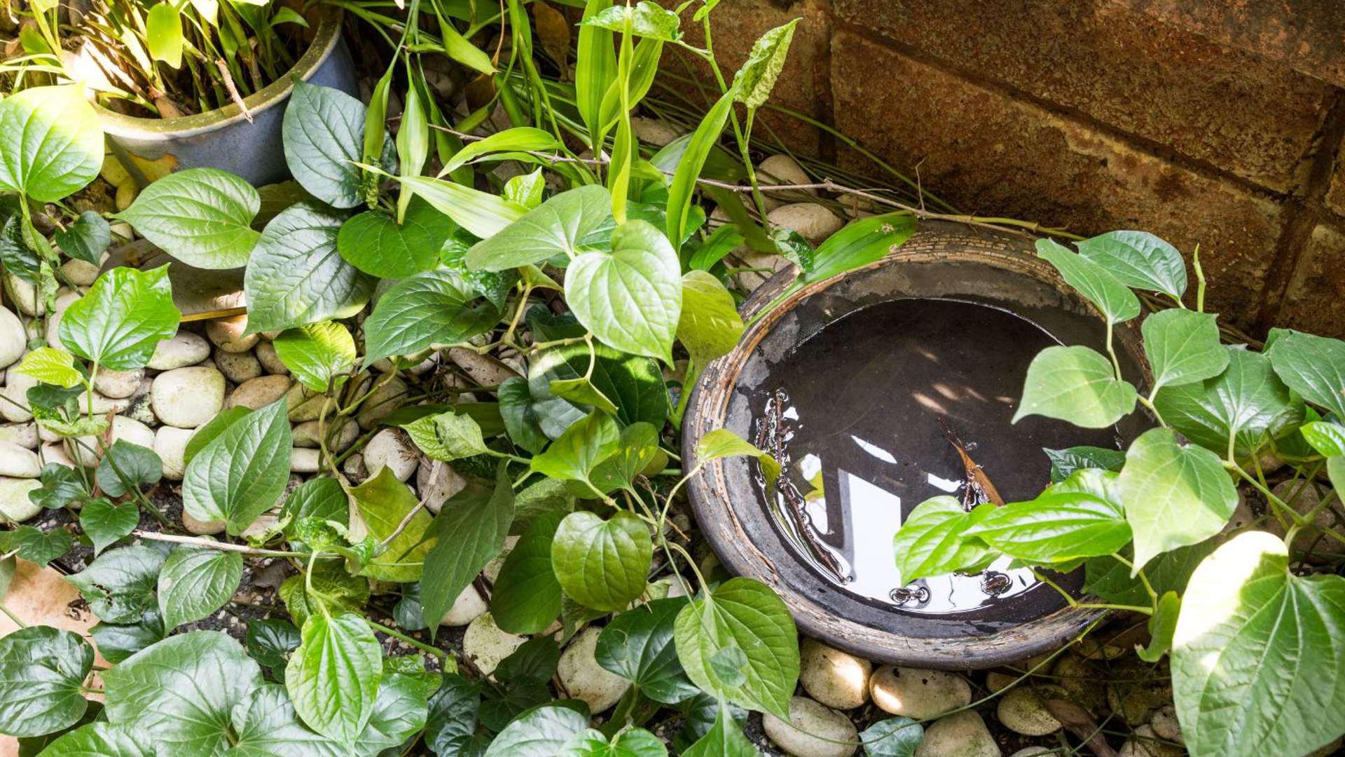 A bowl with water in it surrounded by plantsDescription automatically generated