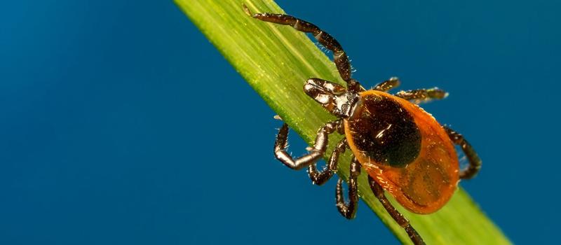 Lyme Disease Awareness: Stay Prepared