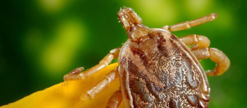 New Vaccine Approved for Tick-borne Encephalitis