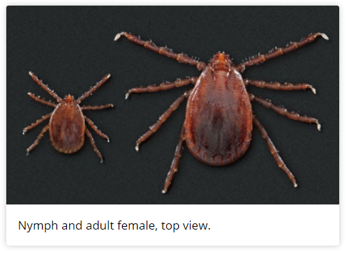 Nymph and Adult female tick