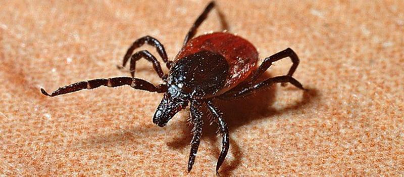 Deer Ticks Benefit from a Warmer Winter in New England