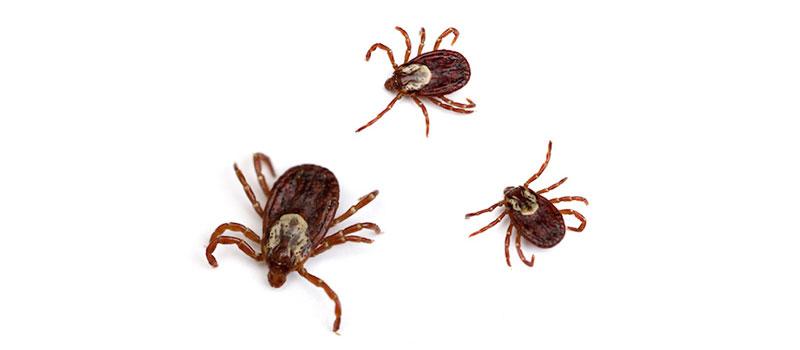 Are Ticks Prevalent in New Hampshire?