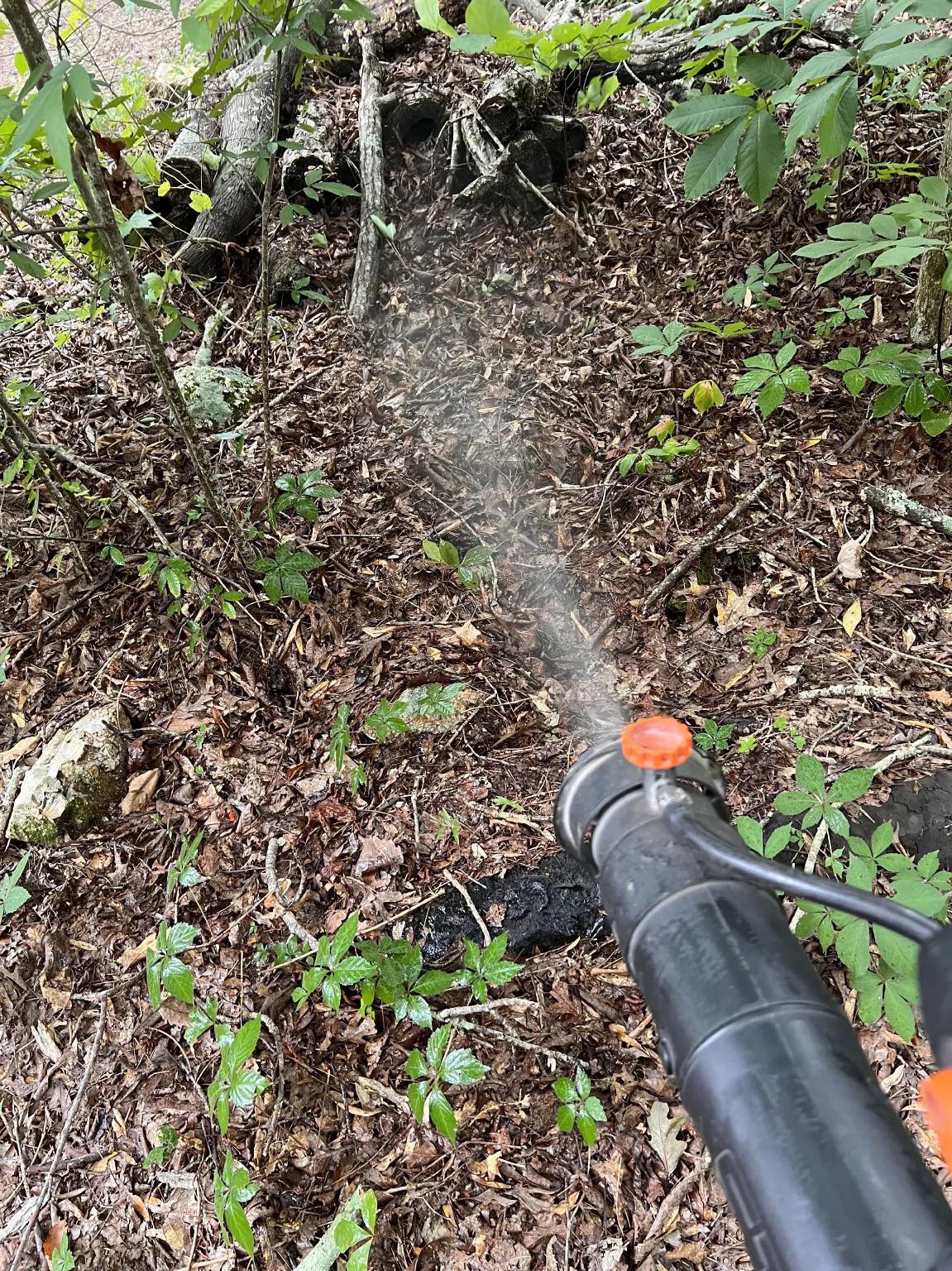 How Damp Ground Keeps Ticks Alive in Homewood Yards All Summer