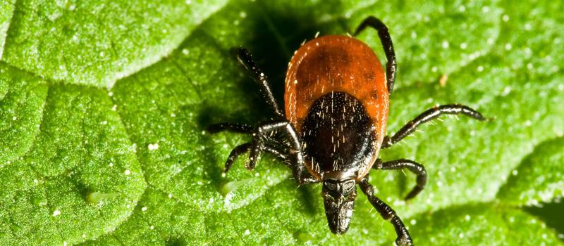 Why You Might See Ticks Early in the Season in St. Louis