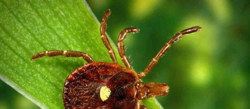 The Dangers of Tick-borne Disease in the Carolinas