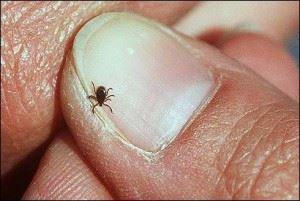 Mosquito Squad of Greenville can eliminate ticks from your yard