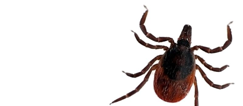 Do Ticks Live in Mowed Grass?