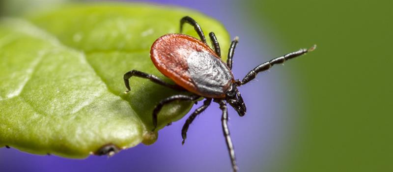 Tick Control Goes Scorched Earth