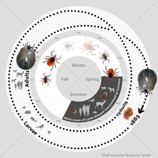 tick cycle 