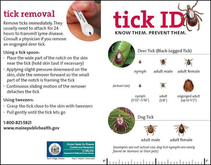 Tick Information