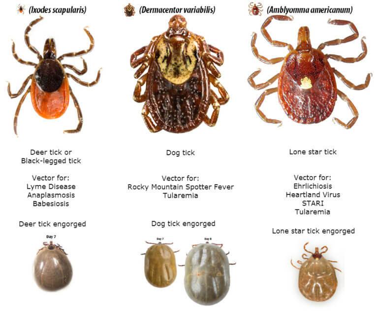 tick identification chart 