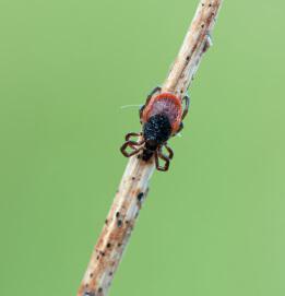 Lyme Disease is carried by the deer tick. 