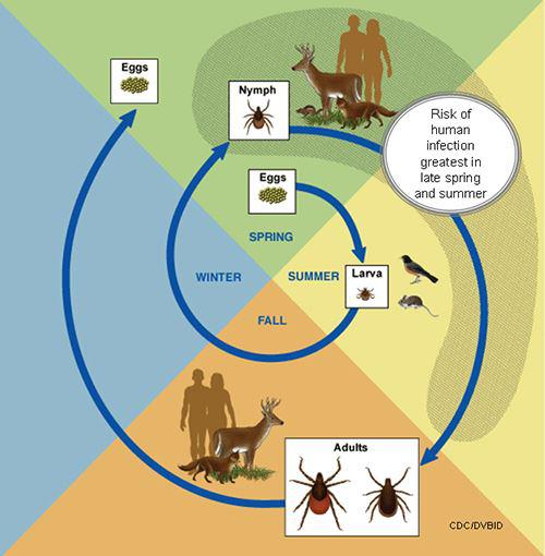Life cycle of ticks and Lyme Disease