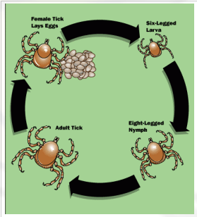 Tick life cycle