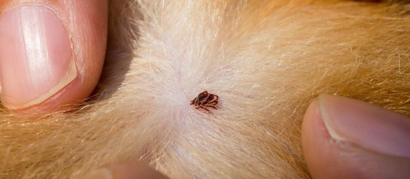 We are Your Tick Control Experts in Monticello, Illinois