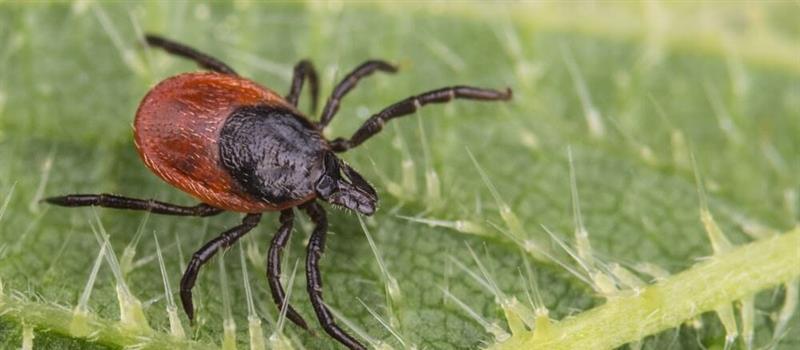 Professional Tick Control for Your Shutesbury, MA Yard