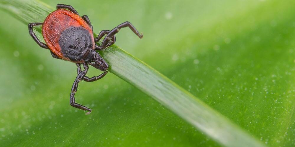 tick on leaf 