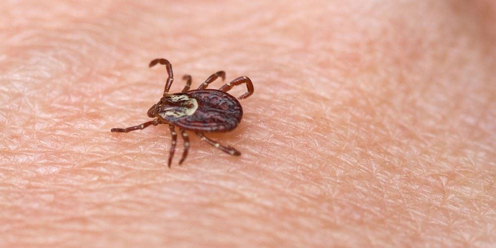 tick on skin 