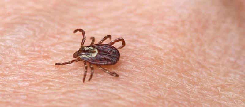 Yet Another Tick Born Illness, Be Aware!