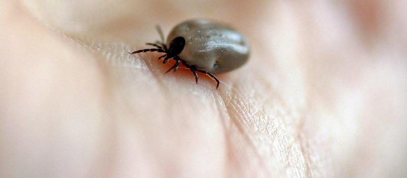 Now is the Time to Check Ticks for Disease in Massachusetts