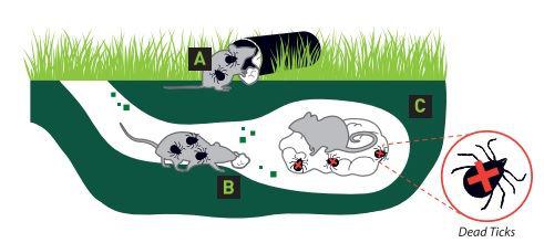 a photo demonstrating how tick tubes work 