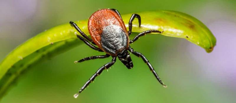 Is Our Westport Tick Control Effective on All Types of Ticks in CT?