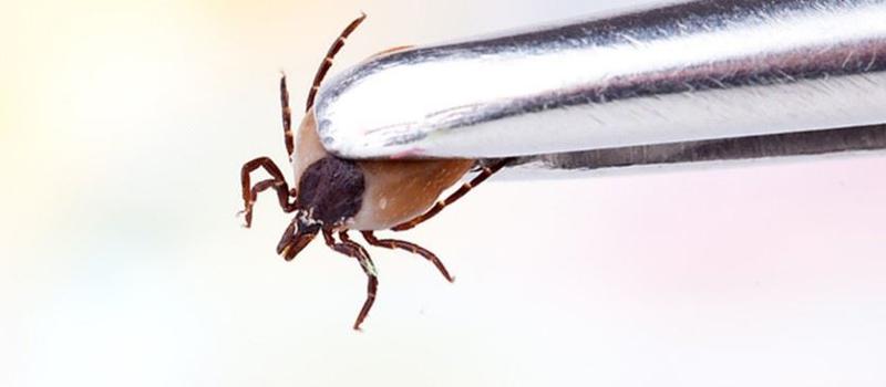 How to Get a Tick Tested for Tick-Borne Diseases in Massachusetts