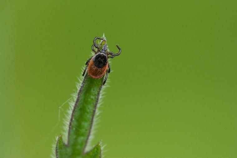 Peak Tick Season Has Arrived in Southeastern Massachusetts: What is the 2021 Tick Forecast?