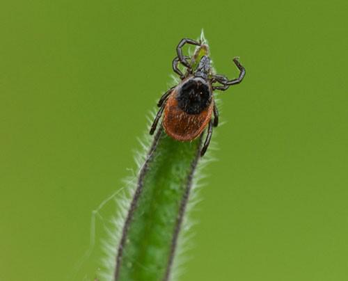 tick on leaf 