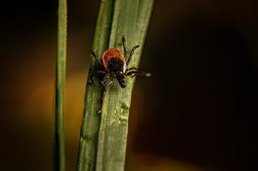 Tick-borne diseases are a growing concern in North Carolina