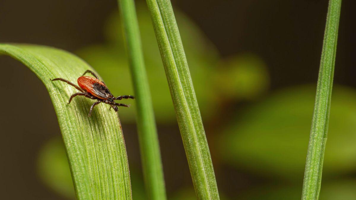 Tick Control for Late Summer and Other Autumn Pests