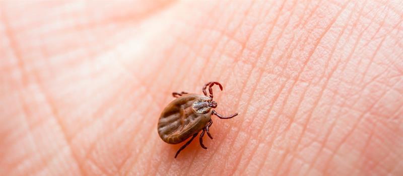 Brentwood Tick Control for Prevention of Heartland Virus