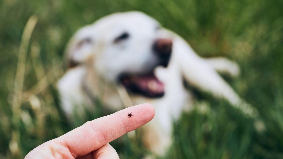 Why Tick Control Matters: A True Pet Story