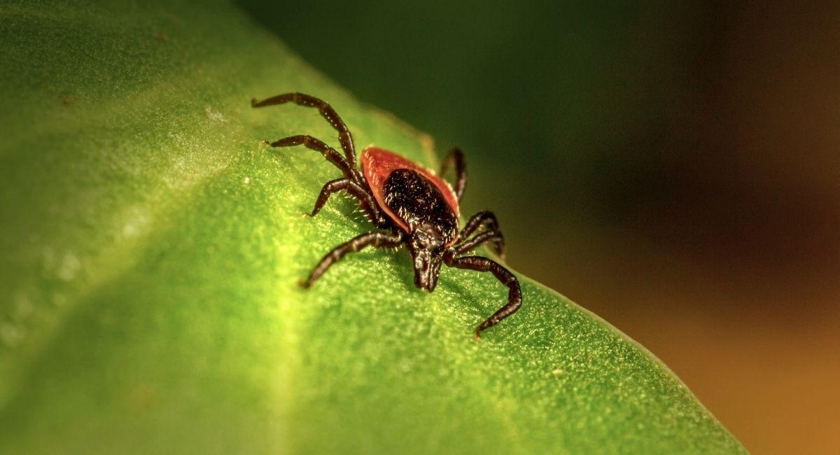 Is Now the Time for Tick Control in West St. Louis County?