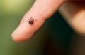 The tick, whether small or large, can harbor dangerous diseases and illnesses.
