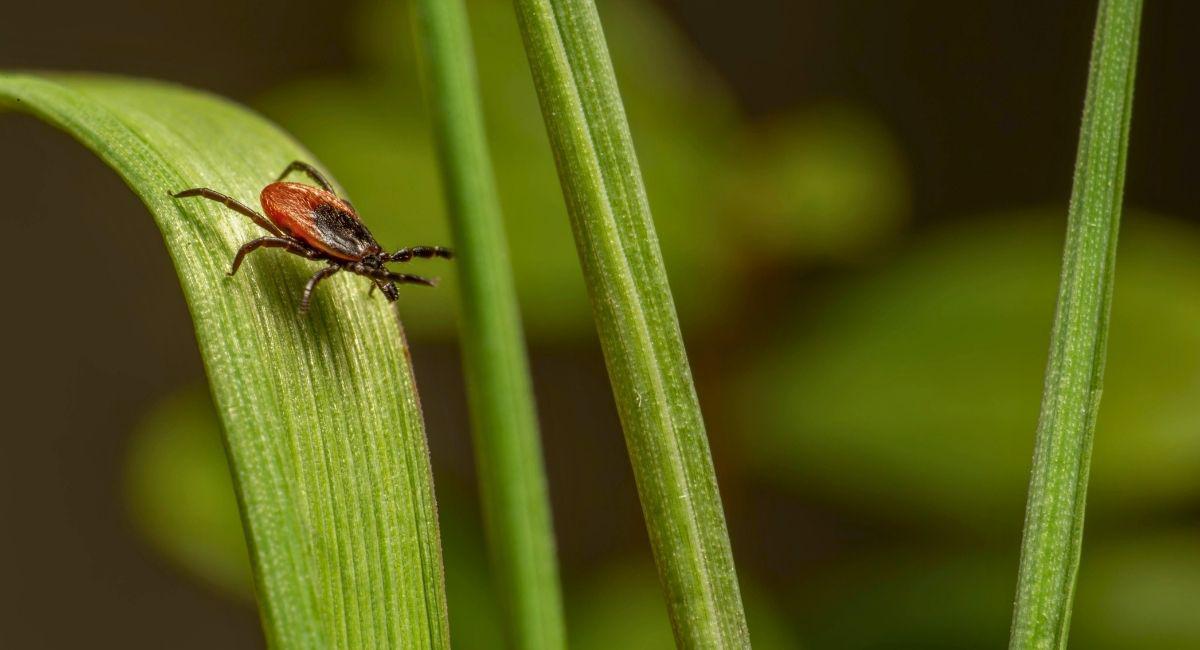 Why Does Tick Season Feel Worse in Fort Worth This Year?