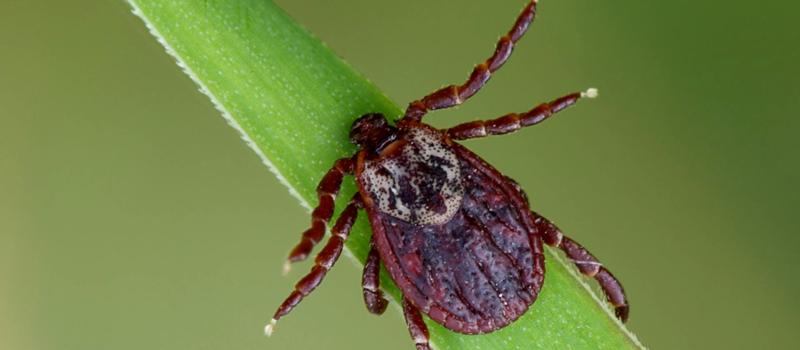 Tick Control Tubes, What You Need to Know