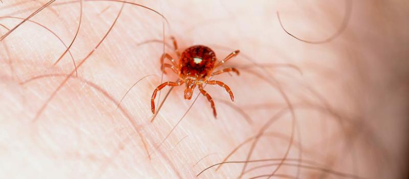Do ticks with white dots carry Lyme disease?