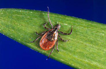 tick on a leaf