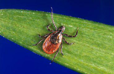 tick on a leaf