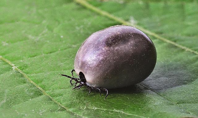 Engorged tick on a leaf