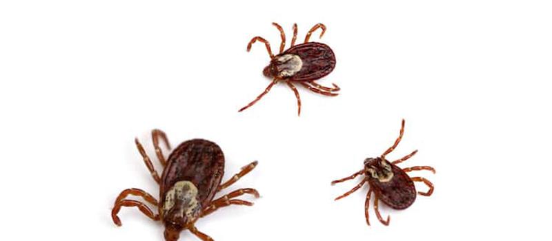 Will There Be Ticks on the Beach on Your Winter Getaway?