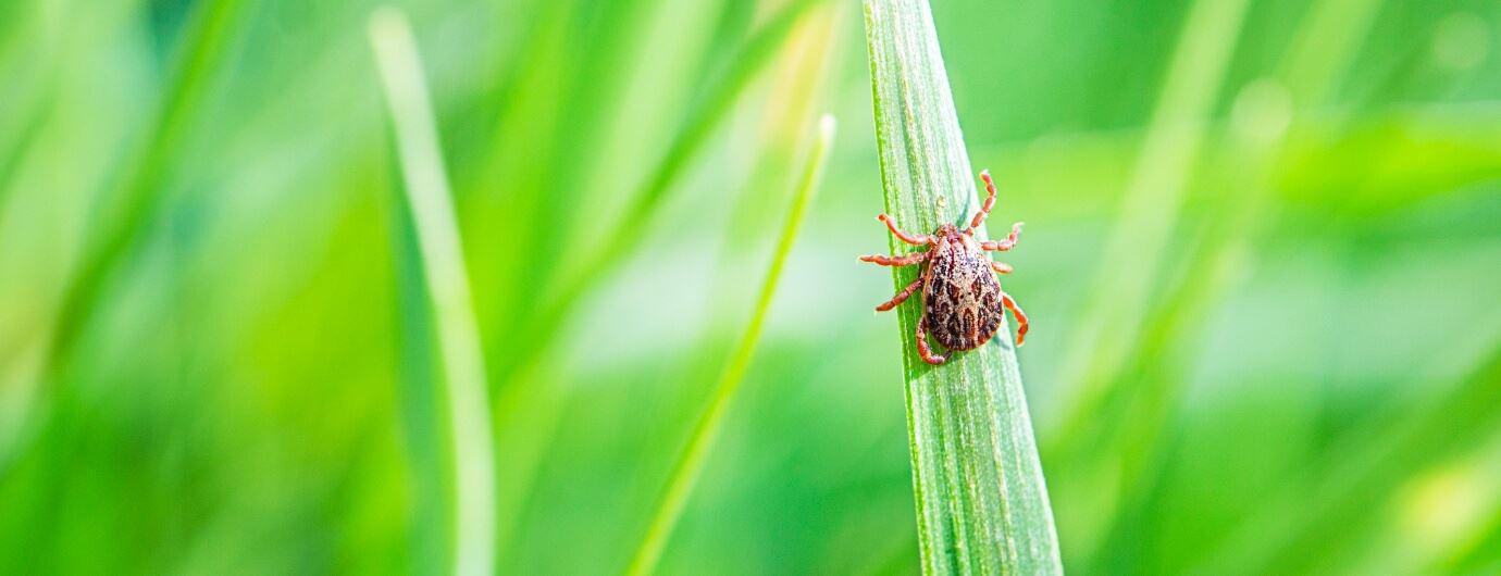 tick on blade of grass