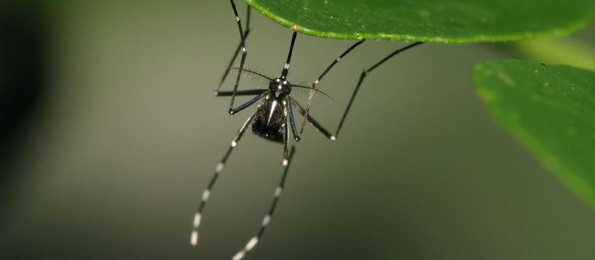 Is It Time to Start My Long Island Mosquito Treatments?