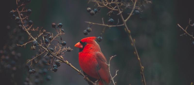 Attracting Backyard Birds