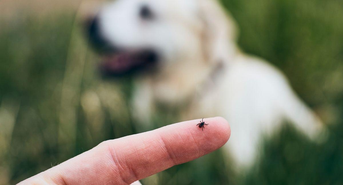 Tiny Black Ticks: What Nashville Area Residents Should Know